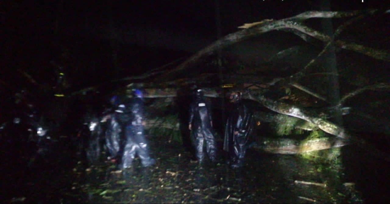 La vía Manizales Medellín cerrada a esta hora por caída de un árbol